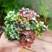 苔蘚水陸缸植物 網紋草蕨類 迷你盆栽 室內辦公室綠植 水培植物盆栽
