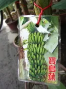 ╭＊田尾玫瑰園＊╯水果苗-(寶島蕉)
