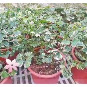 芙菈朵森林 雪花福祿桐 綠雪花福祿桐 芹葉福祿桐 羽葉福祿桐 白珍珠福祿桐 觀葉植物 室內植物