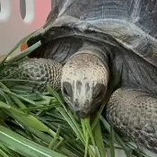 【青禾寵物牧草】陸龜草食飼料原料取自 過篩甜小麥草燕麥草苜蓿提摩西一割二割百慕達調配萌寵牧草餵食天竺鼠豚鼠龍貓兔子牛羊馬