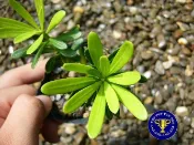 ╭＊田尾玫瑰園＊╯盆景素材--(金鑽羅漢松)高20cm-頂芽是漂亮的荷花蕊