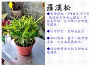 羅漢松-室內觀葉【新中港花卉】3吋、小品、綠化、擺放、植物、羅漢杉、長青羅漢杉、土杉、金錢松、仙柏、羅漢柏、江南柏