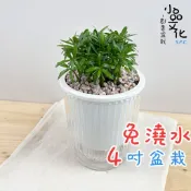 【小品文化】羅漢松【現貨】4吋透明條紋免澆水盆栽 室內植物 懶人盆栽 水培植物 水培盆栽 室內盆栽 觀葉植物