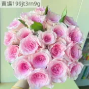現貨🌹【洛神玫瑰種子】（250粒）2025新種 月季種子包對版 多年生可做切花 四季室內外庭院盆栽花卉種子 耐寒易活