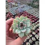桃太郎/2吋盆🌸Q萌多多肉🌸｜生日·婚禮小物｜療癒小品｜植株組盆…