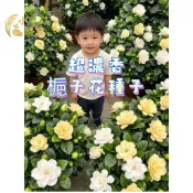 現貨隔日寄 梔子花種子 山黃梔籽 玉堂春 重瓣香花 濃香植物 觀賞木林花卉籽 茜草科 庭院灌木 四季常綠 香花植物