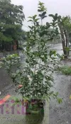 花花世界-綠籬植物**四季桂花(頭徑約2-3公分)**桂花/8吋-1尺美植袋/高100-120cm/甜甜清香*大型物件*