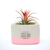 UGM方型清水模盆器 / 粉M (植栽/澆花/盆栽/花盆/清水模/水泥盆/多肉植物/仙人掌)【超有份量】