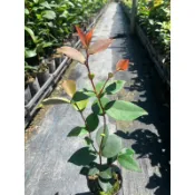 青山苗木園藝～大果岑溪軟枝苦茶苗3吋40-60公分$50/棵