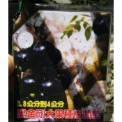 花囍園_水果苗—黑金剛大果樹葡萄 (嫁)--果樹常年綠~氣味芬芳/8吋高約50cm/售1500特價1425