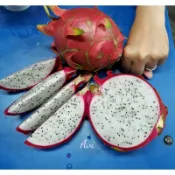 火龍果苗，都來側芽了，白肉苗,紅肉苗  仙毬園