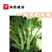 一元大心刈菜【興農種苗】刈菜種子 芥菜種子 芥菜類原包裝種子 8-12月播種 每包約4ml 新鮮種子