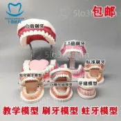 【臺灣發貨】兒童早教刷牙模型兩倍 幼兒園口腔教學牙齒模型 教具大號仿真牙模