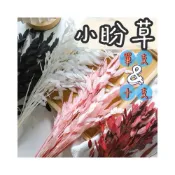 (店+)【璟采職人】永生小盼草 蘆葦 羽毛草 石草 麥穗草 進口乾燥尤加利葉 茶樹葉 永生葉材 帶果尤加利葉 小束裝 乾燥花材