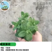 蘋果薄荷種子 台灣現貨 香草植物 可食用盆栽 室內陽台好種植 療癒香氛 貓薄荷同屬 清涼茶飲  易活四季種子包