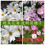 新采摘【波斯菊種子】菊花種子 格桑花種子 花海種子 陽台庭院盆栽 新手易種易活 純潔之花 幸運花 無情的開花機器