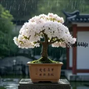✨6款~新品迷你櫻花~種子（多入組）超易種日本盆栽櫻花種子 四季開花客廳陽臺觀賞花卉日本矮化櫻花種子 矮化盆栽小櫻花