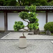 羅漢松 落地盆栽 大盆栽 拿鐵棕磨石子花盆 開幕送禮 喬遷禮物