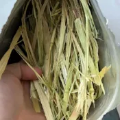 台灣發貨 嚴選頭茬牧草組 提摩西 甜燕麥 苜蓿 甜小麥 百慕達草 高纖護腸胃 幫助排毛球 柔軟細嫩不扎嘴 小寵愛吃不挑食