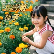 現貨隔日寄 混色萬壽菊種子 花海景觀必備 超好顧全年開花 新手也能種出陽台花園 驅蟲好幫手