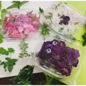 ［擺盤裝飾］新鮮花朵食用花卉Edible flowers 玫瑰花瓣香菫三色菫夏菫石竹繁星孔雀金盞銅錢草芳香萬壽菊等