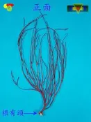 寶物石坊】新刊登~天然海樹~海鐵樹~編號1042~沒加工處理~寄居蟹攀爬~魚缸造景~室內擺設~裝飾道具~diy材料＃貝殼