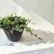 ｛英宏｝蠅翼草3吋 地被植物 三點金草 小本土豆藤 珍仔草