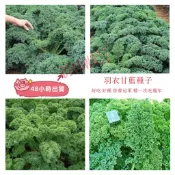12h出貨 羽衣甘藍（100粒）羽衣甘藍 種子春天採收至冬天 菜籽 海甘藍 無頭甘藍 羽衣芥藍 健康蔬菜 空中花園藝世界