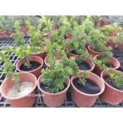 晶鑽羅漢松6吋盆特價160元