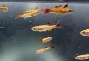 【水中游】大帆金白雲山燈 燈魚 觀賞魚 燈魚長青樹