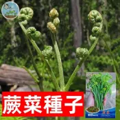 【原廠包裝】多年生野生蕨菜種子 蕨類植物繁殖 食用野菜種植 耐陰盆栽 室內綠化 陽台可種 原生種 有機栽培 廚房花園