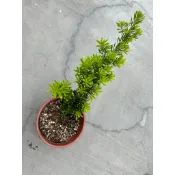 植系青屬-金鑽羅漢松/羅漢松/六吋盆