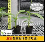 【興大種苗】泰國蛋蕉苗｜芭蕉｜一口蕉(組培苗)(3吋盆)