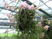 apnpcc 精選蘭花 Den. loddigesi  攀龍石斛 ,