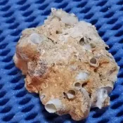 貝殼標本-笠螺-2039