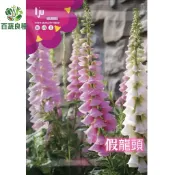 【原裝】 隨意草假龍頭種子 芝麻花 多年生花卉 陽台盆栽觀花植物 耐寒宿根花境 生性強健
