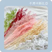 *晴冬小舖*不凋花材卡斯比亞 乾燥花束 乾燥花材不凋花材 永生花材 手作花圈 乾燥花束 乾燥花禮 香磚蜜蠟大豆臘拍照道具