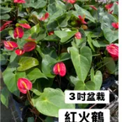 😊 火鶴花 😊 火鶴盆栽 3吋盆 紅火鶴 室內植物 花中花 成功火鶴花 白天使 卡巴麗 曼德拉火鶴 (觀賞用植栽)