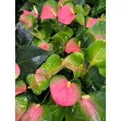 小仙子火鶴花｜5吋盆～台灣原生火鶴品種/台農九號⋯
