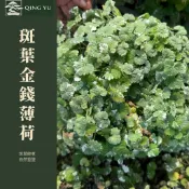 【青嶼】斑葉金錢薄荷｜斑葉垂墜植物｜清香草本・自然蔓生｜陽台療癒系盆栽｜好養觀葉植物