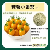 【台灣出貨 電子發票】糖馨小番茄 種子 番茄 糖馨 串番茄 台農二號 菜籽 空中花園藝世界