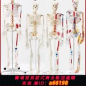 什物集 【台灣公司 可開發票】人體骨骼骨架模型成人骨骼脊椎分椎間盤關節醫學標準教學全身模型