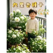 現貨隔日寄 九里香種子 千里香 灣原生種 室內外盆栽 四季開花 芳香植物 庭院圍籬 綠化苗木 網室栽培 居家陽台 驅蚊草