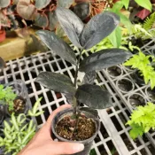 P老闆園藝~黑金招財樹 金錢樹 3.5吋盆