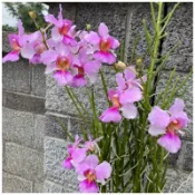 鐵釘蘭/棒葉鳳蝶蘭/棒葉萬代蘭 枝條 20cm以上一組5支