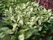 ╭＊田尾玫瑰園＊╯觀葉植物--(粗肋草)
