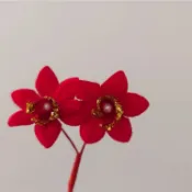 【囍居】 髮簪 春仔花 頭花 婚慶 嫁娶 紅花 訂婚結婚用品 增添喜氣 入厝 拜拜 囍居