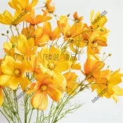 桃園出貨+電子發票 波斯菊單枝格桑花 仿真花 家居裝飾 婚慶花 墻假花手捧花MW58738