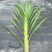 狼尾草台畜7號限量供應(新品種牧草結合6號優點) 牧草扦插支條種植 天竺鼠/兔子/陸龜/寵物牧草 拜拜馬草 單支價
