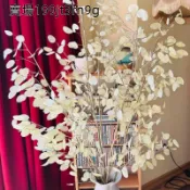 現貨💮【銀扇草種子】（100粒）多年生金錢花、銀幣草 月亮草種子  永生花藝、家居裝飾果莢 盆栽露台庭院可種植 新手好養